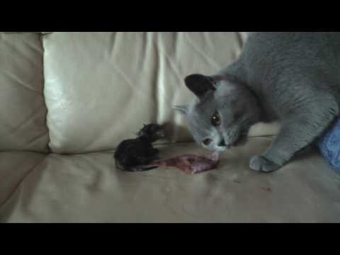 Video: Fehlgeburt Bei Katzen