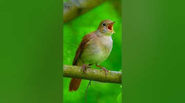 Most Beautiful Bird Songs #shorts #nature #bird #birdslover #birds #birdsounds #nightingale #song