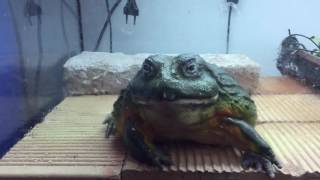 Pyxicephalus Adspersus - Hi Im Sch