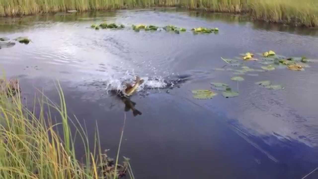 Watch the Best Topwater Fishing Bites on Video