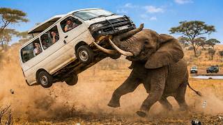 Famous When Animals Go On A Rampage And Got Caught On Camera! 🐾🔥 Net Worth
