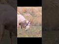 Duas vacas selvagens estão brigando; aproveitando a oportunidade, um caçador africano#africa #short