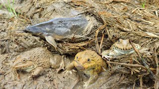 Amazing! Founding Giant Catfish &amp; Many Bullfrogs in Mud