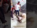 Oddly Satisfying Pig Hauling Raw Farm Work 🐖