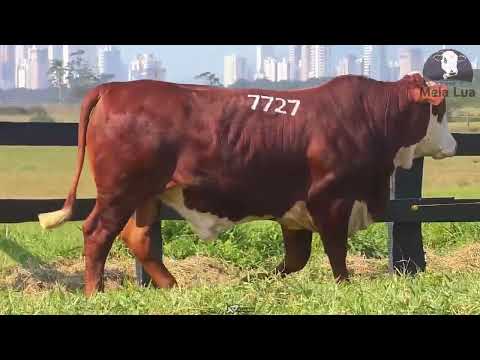 Lote 34 - Tat 7727 - VINAGRE - Touro Braford