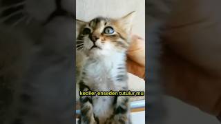 Kediler Enseden Tutulur Mu