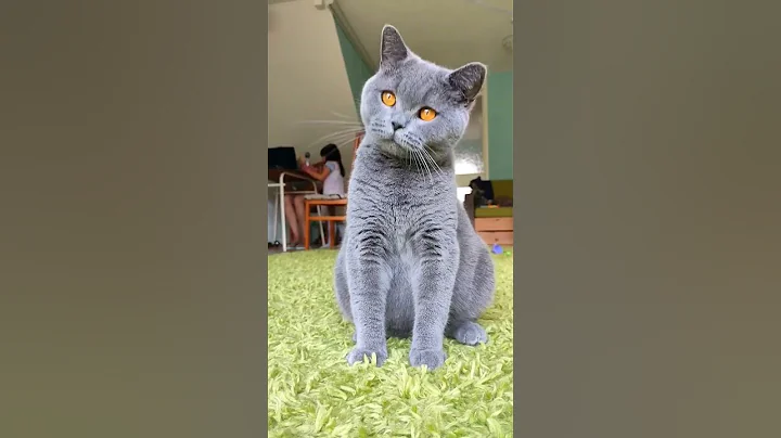 Watch the video about Blue Cat #britishshorthair #cat