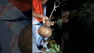 Download Lagu sundana buah kukuk  alias labu china MP3