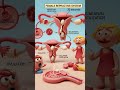“Female Reproductive System in 30 Seconds! 🔬✨”#ncertbiology #importantquestions #boardexam2027