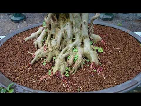 Video Công thức trộn hỗn hợp đất trồng cây cảnh (Phúc Bonsai) - youtube