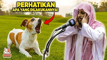 SUBHANALLAH! Gak Nyangka Begini Reaksi Anjing ini Saat Dengar Suara Adzan, Sungguh Keajaiban