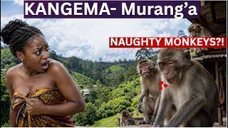 KANGEMA's  Bizarre Monkey Invasion That Left WOMEN Terrorized🐒!