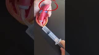 Cardiac Afterload explained in 1 minute