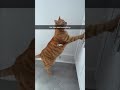 #funnycat The most dramatic cat in history 🐱🥰#funnycats