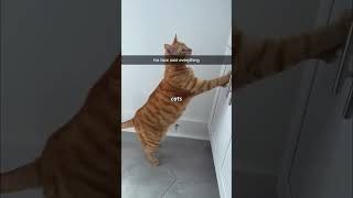 #funnycat The most dramatic cat in history 🐱🥰#funnycats