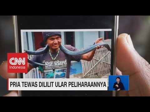 Ngeri! Pria Tewas Dililit Ular Peliharaannya Sendiri