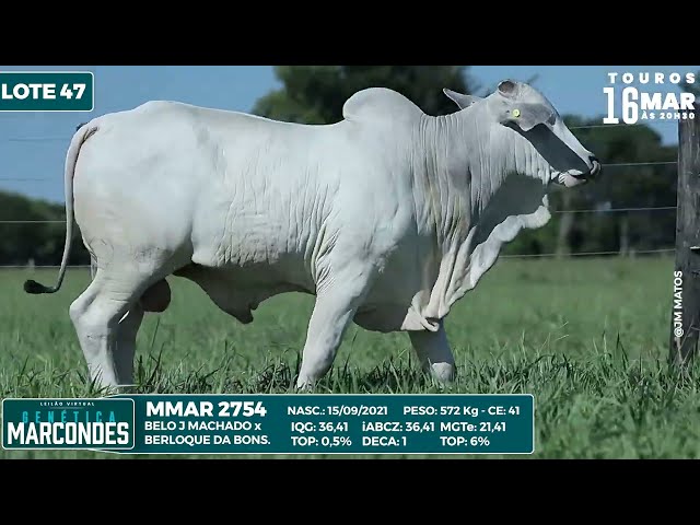 LOTE 47 MMAR 2754