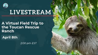 A Virtual Field Trip to the Toucan Rescue Ranch