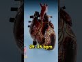 Blue Whale Heart Beats vs Hummingbird Heart Beats