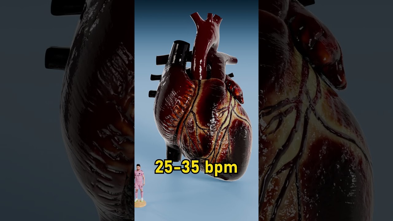 Сердцебиение синего кита против сердцебиения колибри