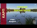 Русская рыбалка 4 - озеро Янтарное - Карп с мелкого мысочка
