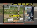 馬路上見狗狗嘴叼大魚　三腳飛奔外帶回家XD