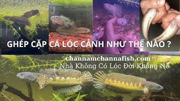 GHÉP CẶP CÁ LÓC CẢNH #channamchannafish