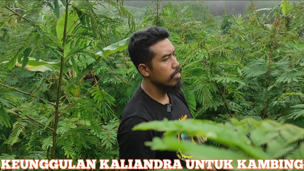 BANK PAKAN MURAH UNTUNG MELIMPAH // BANK PAKAN BAYAN ARLOHAN FARM