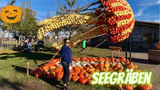 Pumpkin Farm || Seegräben || Switzerland