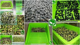 黑豆|台灣黑豆批發零售 黑豆|台灣黑豆批發零售