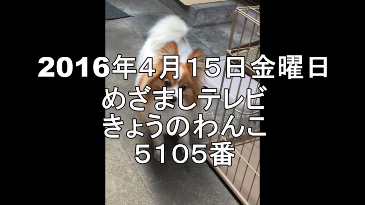 めざましテレビきょうのわんこ16年4月15日すいかをくわえて歩く犬 Youtube