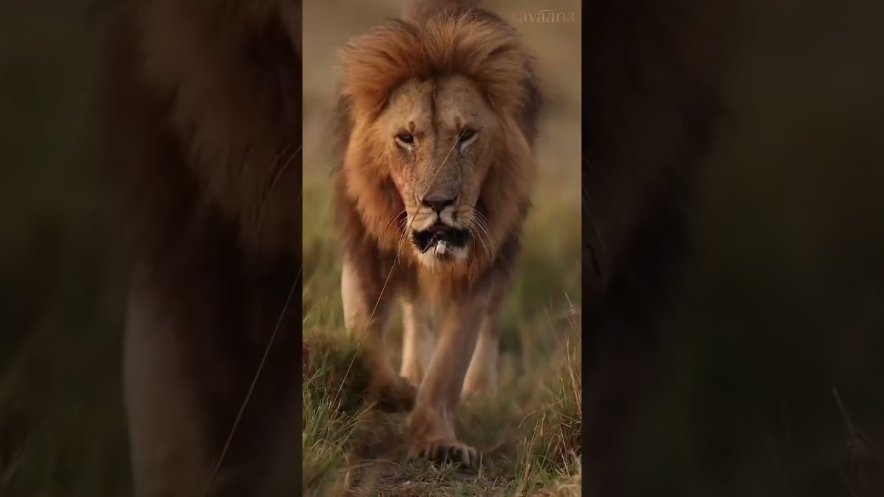 Kenya’s Untamed Beauty: A Luxury Safari Adventure 🦁🌍