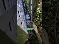 Mama Opossum And Her Babies Trapped Between Two Fences | The Dodo