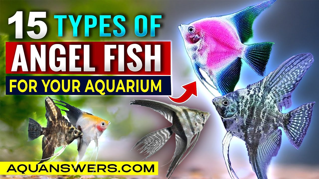 15 Must-Know Angelfish Types for Freshwater Aquariums | Stunning Fish ...