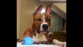 American Staffordshire Terrier 40 Dias6Meses De Vida