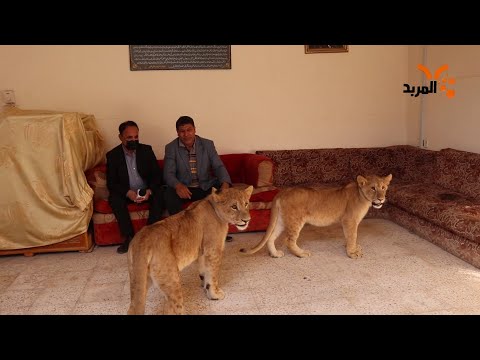 أسود داخل منزل في الزبير المربد