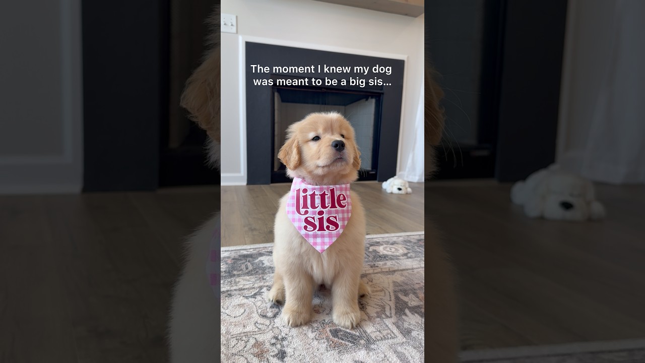 My 4 year old dog brings her puppy sister a toy 🥹 isnt this the sweetest? #puppy #dog #love