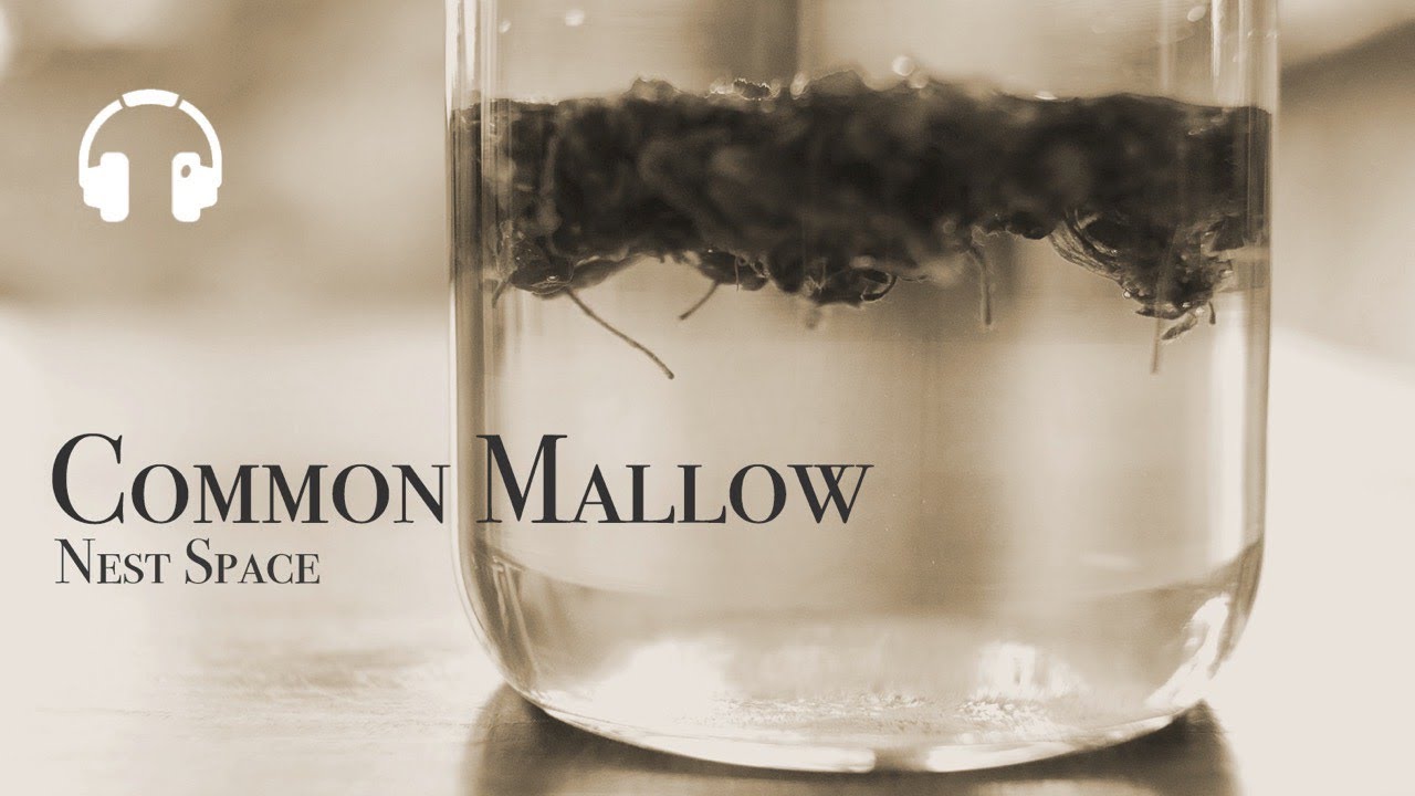 *No Music* 色が変わるブルーマロウのハーブティー // Common Mallow Herbal Tea