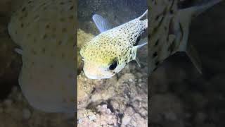 Unique Snorkeling Experience in Hawaii - Night Snorkeling Experience Ritz Carlton Oahu Turtle Bay.