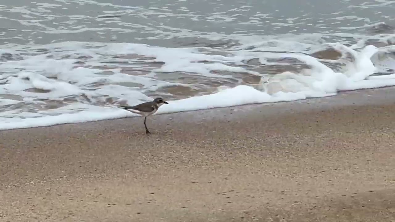 Goa beach Greater Sand Plover looking for food 