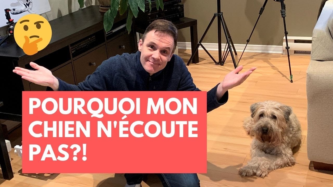 Mon Chien Ne M'écoute Pas Dehors 🐶 Mon CHIEN ne M'ÉCOUTE PAS! Que faire?! - YouTube