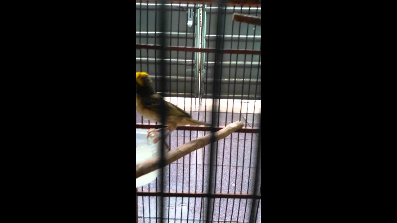 Burung Manyar Kelapa Kang Ajat Youtube