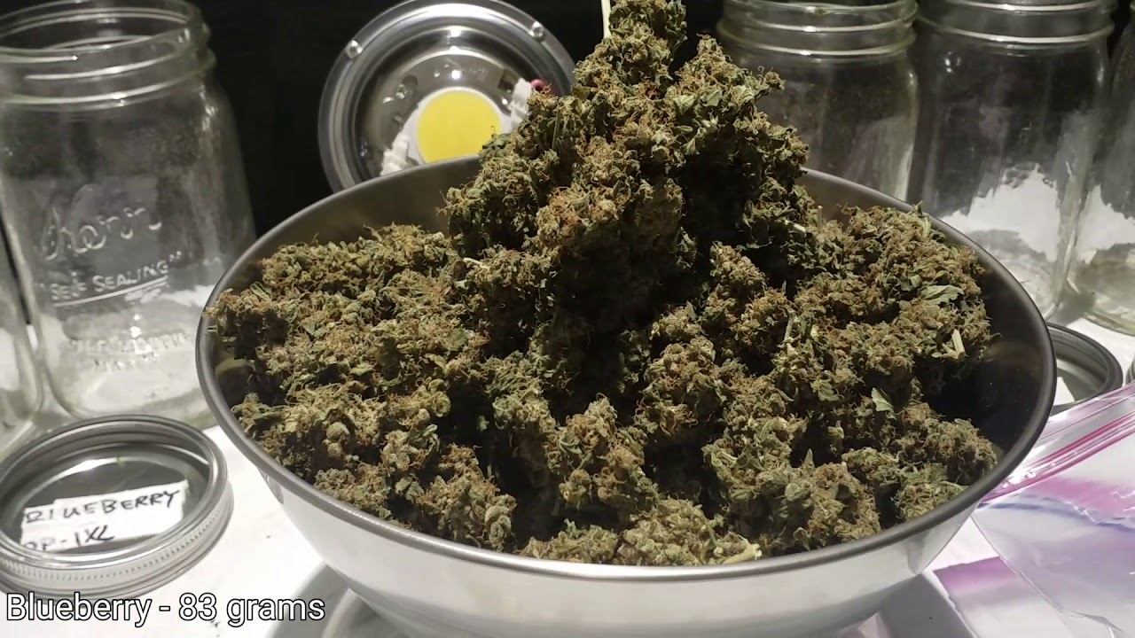 100w COB LED Harvest Results - Auto Daquiri Lime & Blueberry Dry Weight - Optic 1 XL