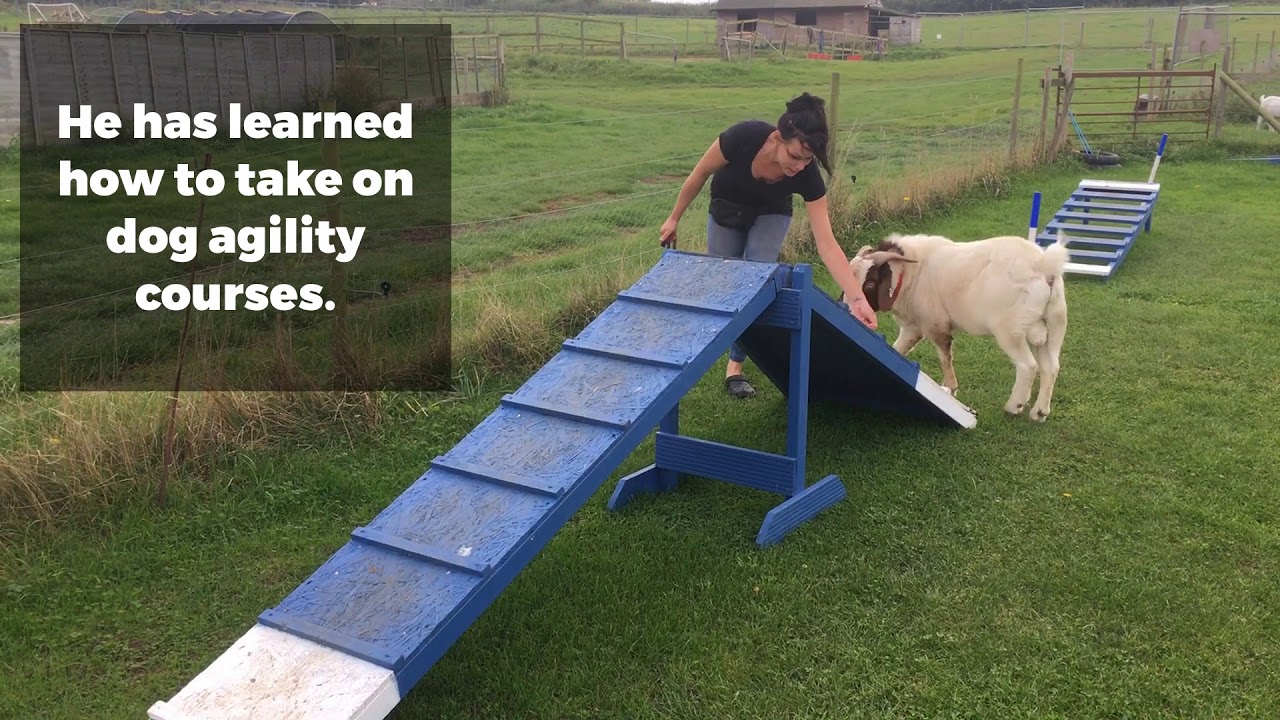 Meet the TV star goat who is a master of dog agility