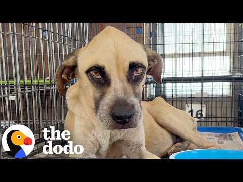 Rescuers Return Years Later And Barely Recognize The Dog They Knew | The Dodo