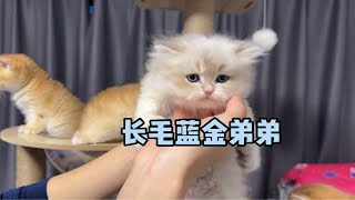 家里的短毛小奶猫都已经找到新家了两只长毛寻找新家。