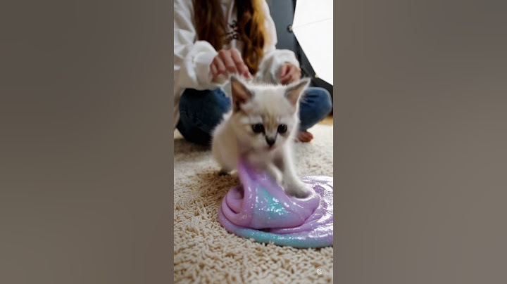 Kitten Slime Playtime simple   #cat #cute #studywithmeandmycat #lifeisbutadream #funny #cutecat