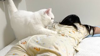 あなたに幸せ呼ぶ光の天使猫 The Cat's Morning Wake-Up Call Is Way Too Strong - YouTube