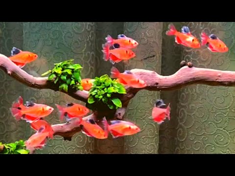 Cá Hồng Nhung Vây Dài - 16 loài cá cảnh bơi theo đàn ở hồ cá cảnh đẹp nhất thế giới #1