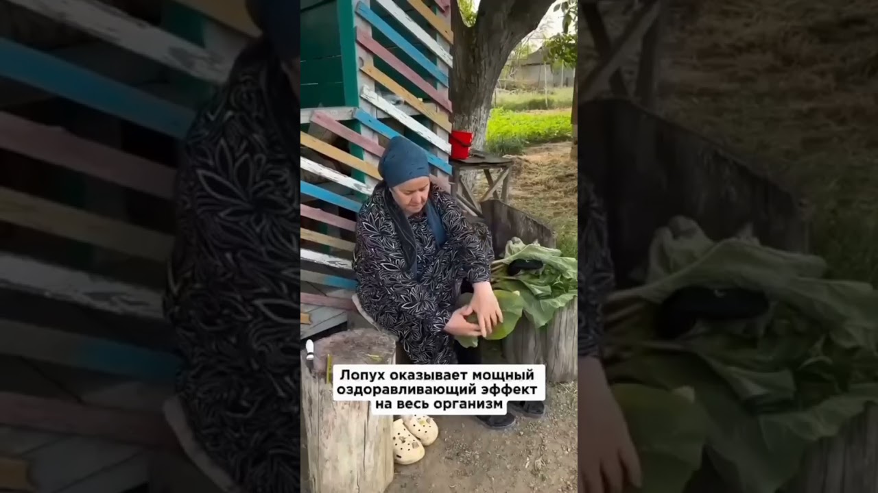 🌱 Лопух лучшее средство для суставов